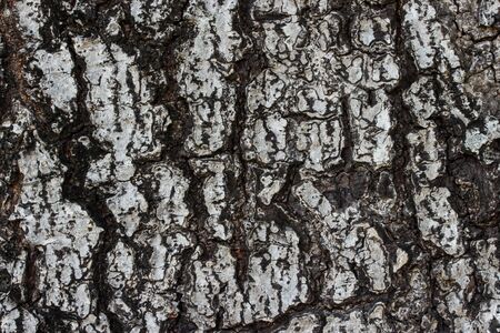 tree bark texture