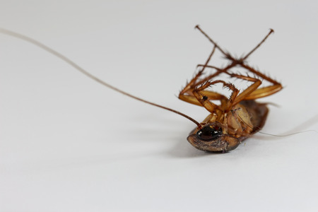 dead cockroach on white backgroundの写真素材