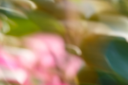 Abstract blur nature background of flowers in gardenの写真素材