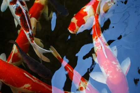 Colorful of fancy carp fish japanese(Cyprinus carpio) swimming in the pondの写真素材