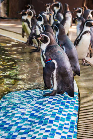 Chonburi, Thailand- December 1, 2018: Swarm of penguins (Spheniscus humboldti) standing near by the pond after show at the zooのeditorial素材