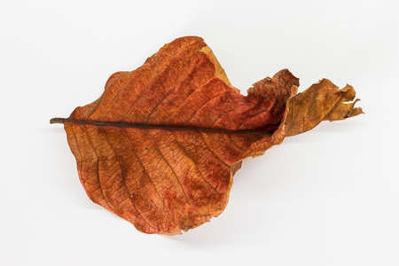 Dry leaf close up image on white backgroundの写真素材