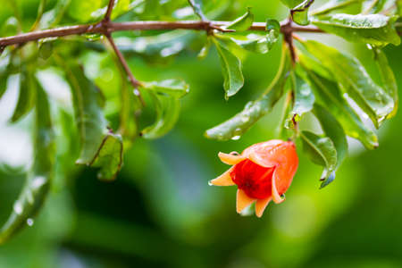 Pomegranate flower on the branch and green leaves with blurred background. Selective focus