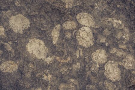 Close up background of yellow limestone with beautiful texture and fossil shells. Very elegant and...