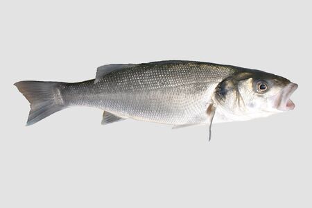 Sea bass