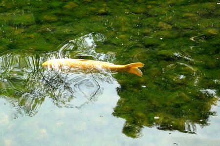 Long Jump of a carp No.46.Please a panorama.の写真素材