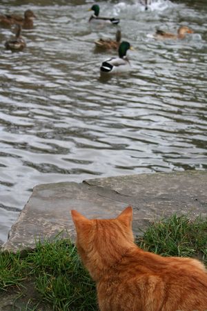 waiting catの写真素材