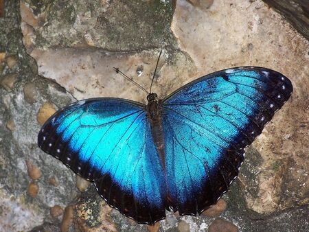 Blue Morpho Butterfly on Rock Background