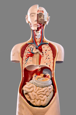 Human Anatomy for Teaching