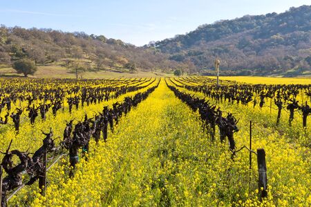 Napa Valley Spring Wild Mustard, Vineyards and Mountains