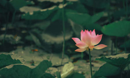 A beautiful lotus flower on a pond looking perfectの写真素材
