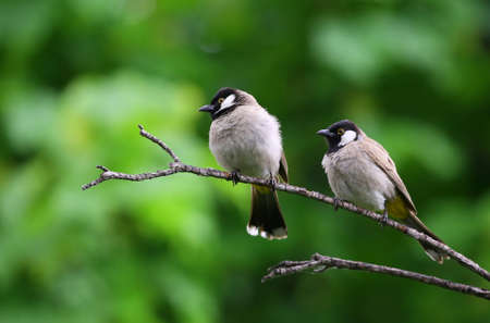 two bird sitting on a tree looking very good