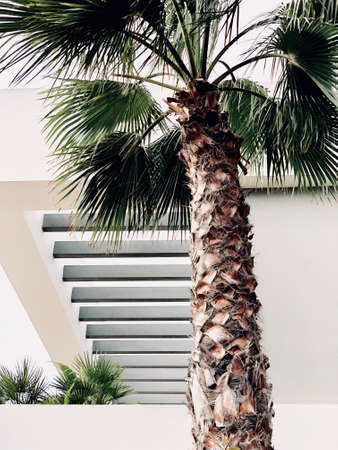 a tree view with white background looking goodの写真素材