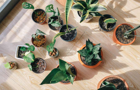 different size pots are filled with plantの写真素材
