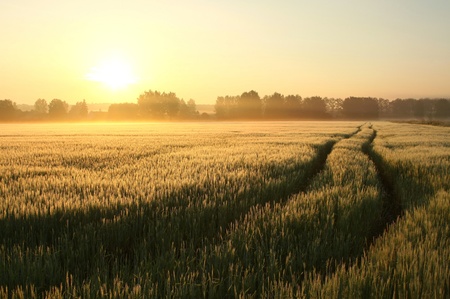 Rural landscape at dawn with the morning mist floating over the fieldの写真素材