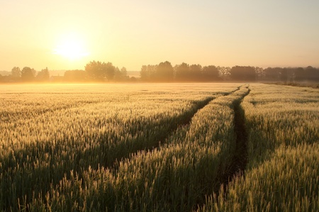 Misty rural landscape at dawnの写真素材