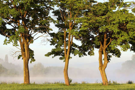 Maple trees on the lake shore with the morning mist in the backgroundの写真素材
