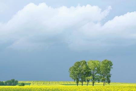 Spring trees in the field of rape before the stormの写真素材