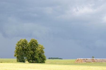 Spring trees in the field of rape before the stormの写真素材