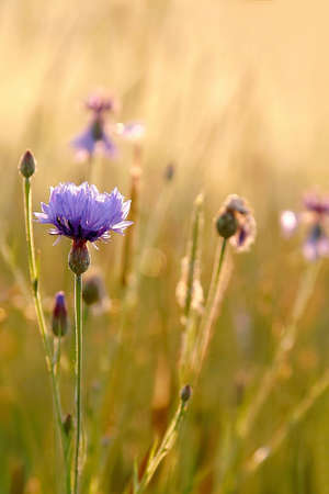 Cornflower in the field at duskの写真素材