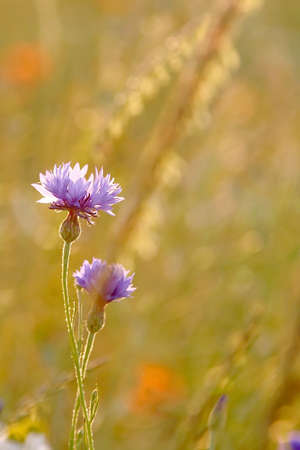 Cornflower in the field at duskの写真素材