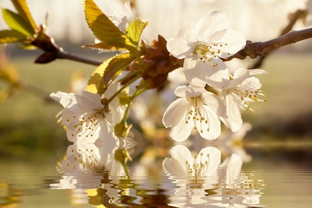 Spring flowers on the tree in the morning sunshineの写真素材