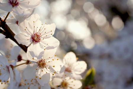 Spring flowers on the tree in the morning sunshine