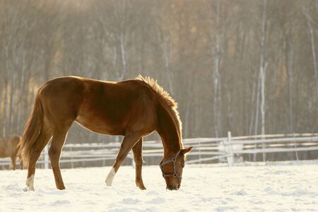 Horse grazing in the field covered with snowの写真素材