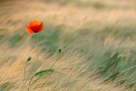 Poppy in the field of wheat backlit by the light of the setting sunの写真素材