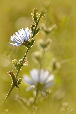 Blue wildflower in a meadow at dawnの写真素材