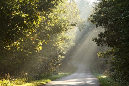 Rural road through rich deciduous forest illuminated by the morning sunlightの写真素材
