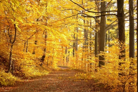 Path leading through the autumn forest on a sunny late afternoon