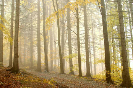 Trail on the edge of coniferous trees in the misty autumnal forest in a nature reserveの写真素材