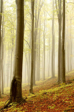 Misty autumn beech forest. Photo taken in the mountains of Central Europeの写真素材