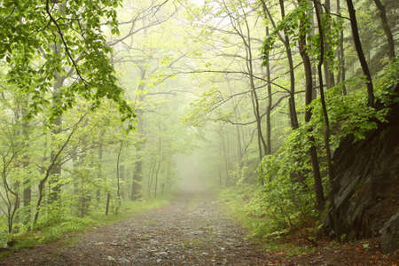 Mountain trail leading through a foggy spring beech forest on a rainy dayの写真素材