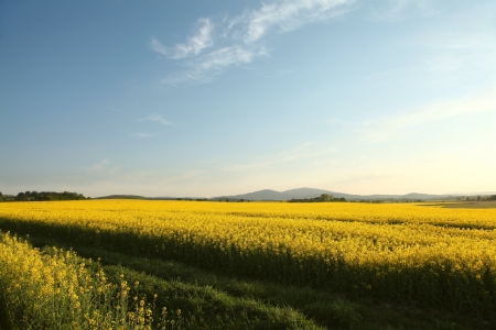 Field of flowering oilseed rapeseed at dusk