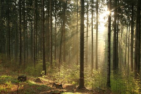 Sunlight enters the coniferous forest on a foggy spring morningの写真素材