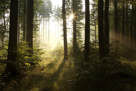Sunbeams entering into the deciduous forest on a misty summer morningの写真素材