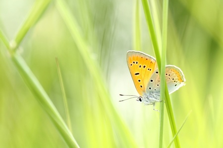 Butterfly on a spring meadow in the sunshineの写真素材