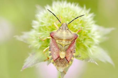 Bedbug sits on a flower in the morningの写真素材