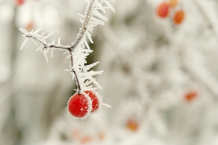 Red berries covered with frost at the beginning of winterの写真素材