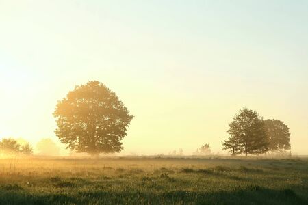 Trees in the meadow on a misty May morningの写真素材