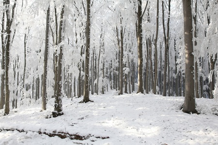 Majestic beech forest on a frosty winter dayの写真素材
