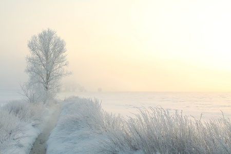 Winter landscape of frosted tree on the edge of the river on a foggy morning