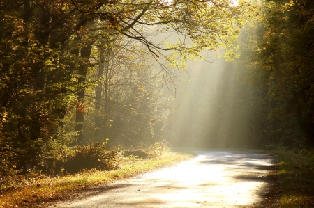 Sunlight falls on the rural road in the misty autumnal forestの写真素材