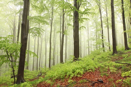 Spring beech forest in the rain surrounded by mountain mistの写真素材