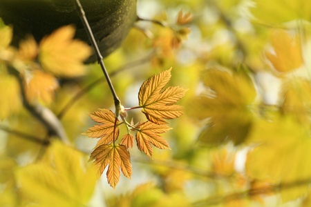 Young leaves on a tree branch in the forestの写真素材