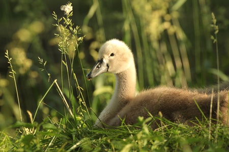 Cygnet resting on the grass in the morningの写真素材