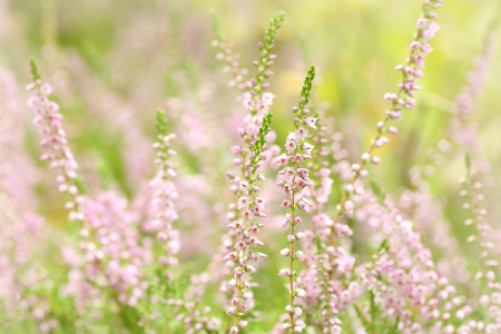 Purple Heather  Calluna vulgaris  in the forestの写真素材
