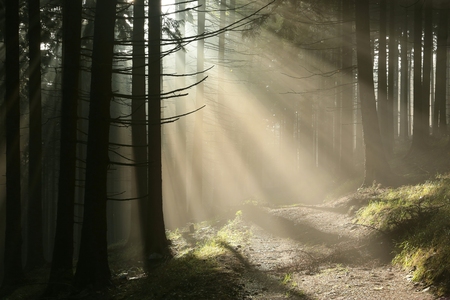 Coniferous forest in the mountains on a misty autumn morningの写真素材